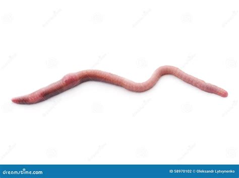 Verme rosa fotografia stock. Immagine di angleworm, movimento - 58970102