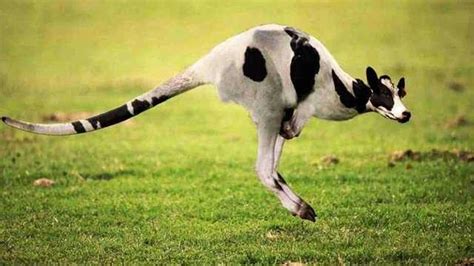 Photoshopped Animal Hybrids | Photoshopped animals, Animal mashups, Funny animals