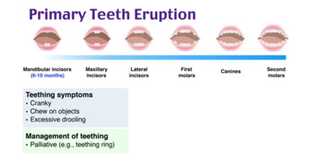 Primary Tooth Eruption Sequence Flashcards Quizlet