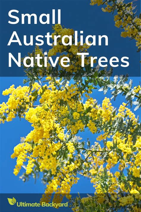 Australian Small Native Trees Australian Native Garden Australian