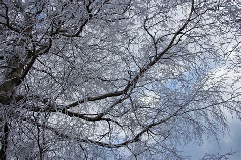 Free Images Landscape Tree Forest Branch Snow Black And White