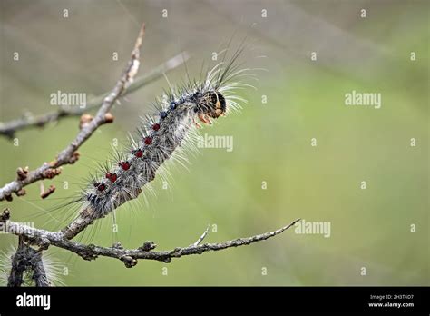 Gypsy Moth Caterpillar Hi Res Stock Photography And Images Alamy