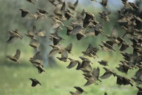 Red Billed Quelea Flock Leaving Waterhole Etosha National