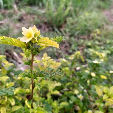 Bala Plant Seeds, Sida Cordifolia, 15 Count Cultivate Medicinal Herbs, Perfect for Home Gardens ...