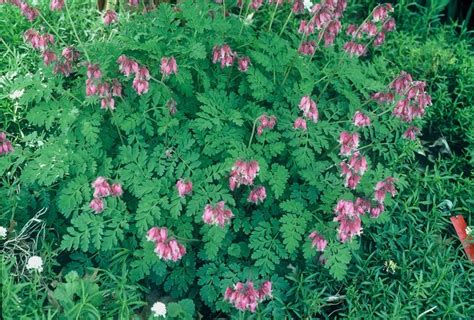 Dicentra Formosa Luxuriant Fern Leaf Bleeding Heart Kings Garden