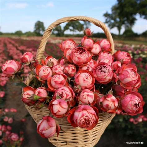 Rose Pompeji® Kordes Rosen