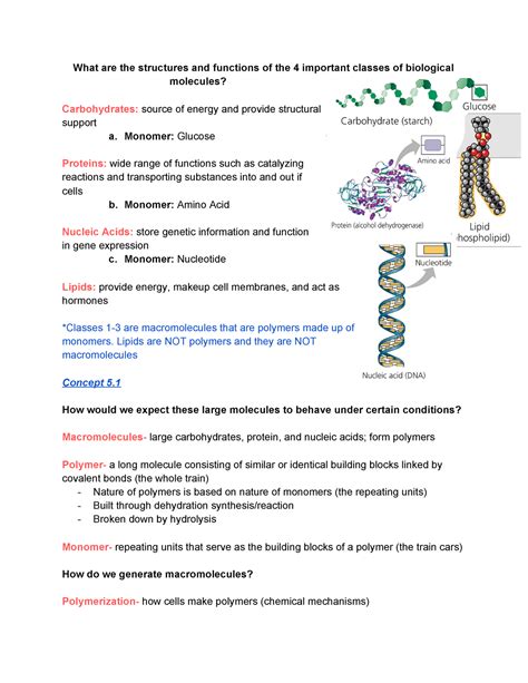 Chapter The Structure Function Of Large Biological Molecules What