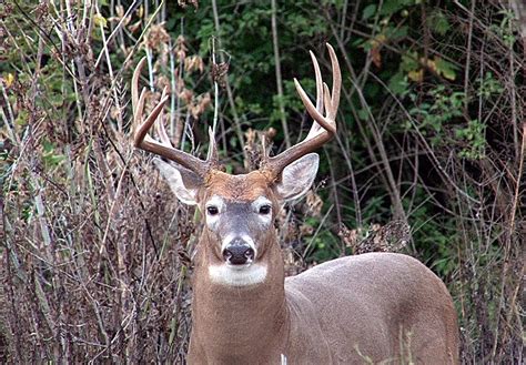 How do you LIKE the looks of this Illinois buck...