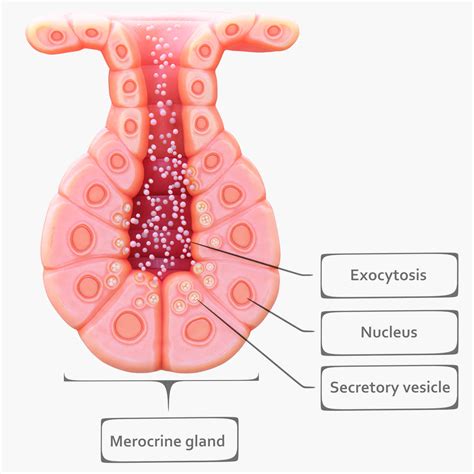 Exocrine Glands Diagram