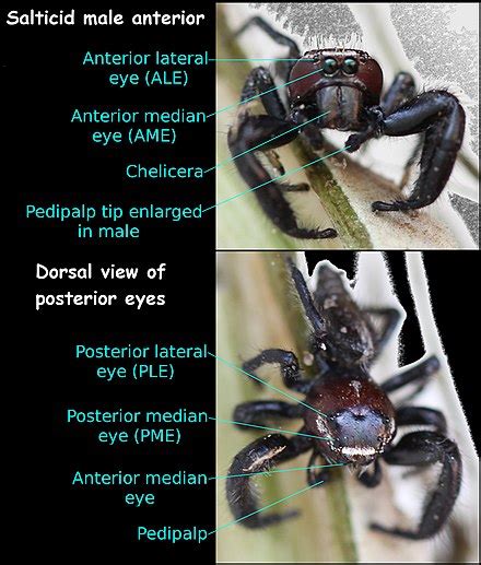 Jumping Spider Wikipedia