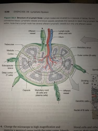 Lymphatic System Flashcards Quizlet