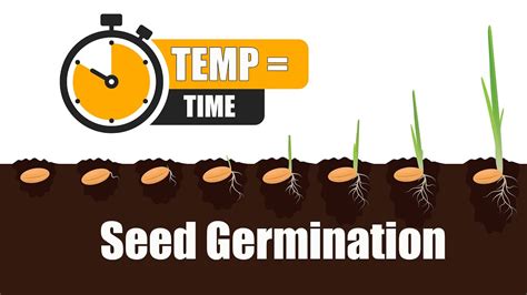 Seed Germination How Long It Takes For Seeds To GERMINATE YouTube