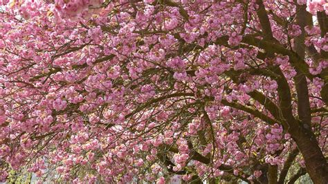 Deutlich Zu Warm Milde Temperaturen In Kassel Haben Extremen