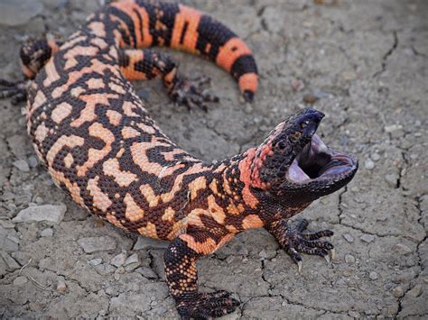 Gila Monster Attack Photograph by Donnie Barnett - Fine Art America