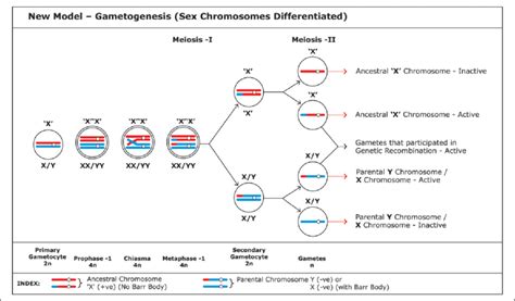 New Model Gametogenesis The 2 Sex Chromosomes In The Primary