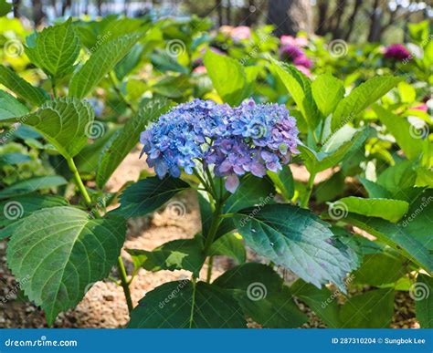 Hydrangea Suguk Festival In Taejongsa Buddhist Temple Taejongdae