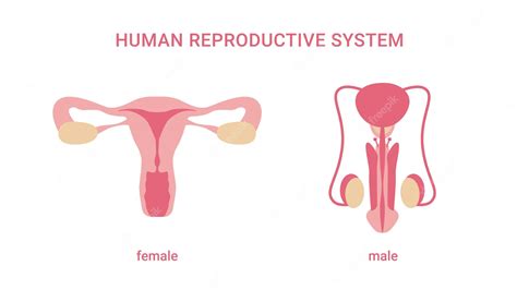 Premium Vector Human Reproductive System Female And Male Organs Internal Sex Organs