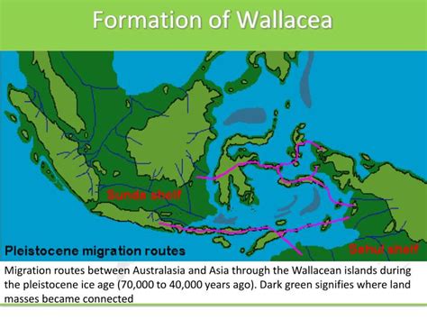 PPT WALLACE RESOURCE LIBRARY Lecture 06 Endemism And Biodiversity