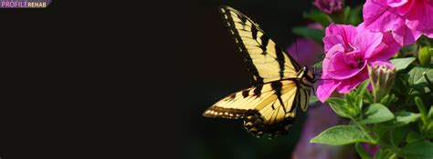 Butterfly Facebook Covers Quotes QuotesGram Butterfly Pictures