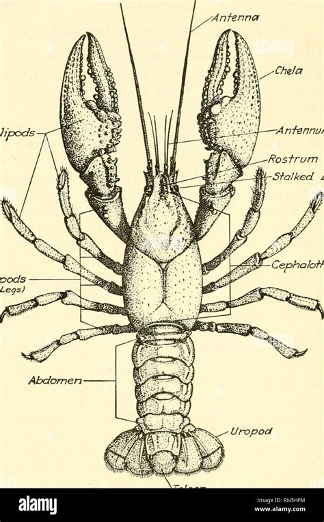 . Animal biology. Zoology; Biology. 256 METAZOAN PHYLA modified in the ...