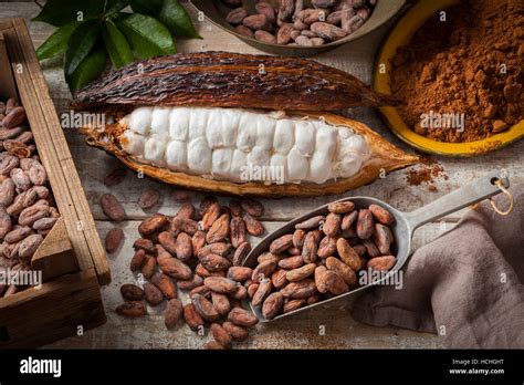 Granos De Cacao Secos Fotograf As E Im Genes De Alta Resoluci N Alamy