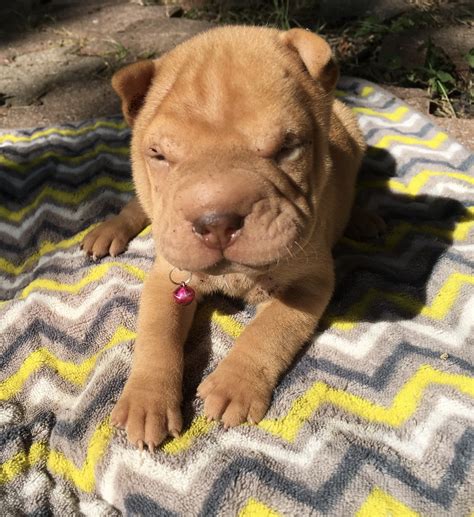 Chinese Shar Pei Puppies For Sale Fort Worth Tx 332973