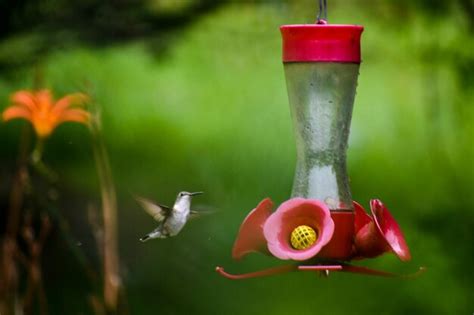 Premium Photo | Close-up of hummingbird