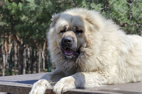 russian bear dog    dogsgossipcom