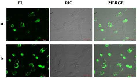 TP Confocal Images Of HeLa Cells A With Compound 7 And B