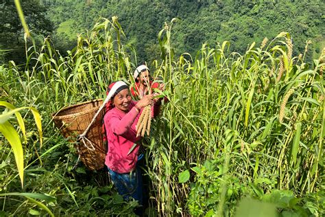 Indigenous Gurung Farmers Revive Climate Resilient Millet In Nepal