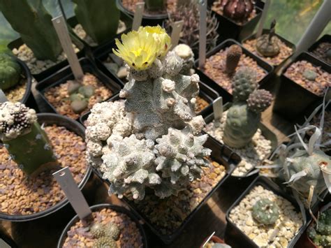 Astrophytum Lotusland Rsucculents