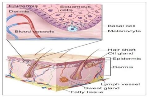 A Squamous Cell Basal Cell And Melanocyte And Epidermis And Dermis Download Scientific