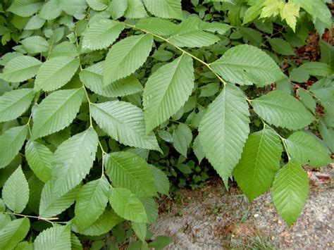 Ulmus rubra - Alchetron, The Free Social Encyclopedia