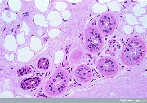 Techniques: H&E staining Histology, the study of... - Gray and White Matter