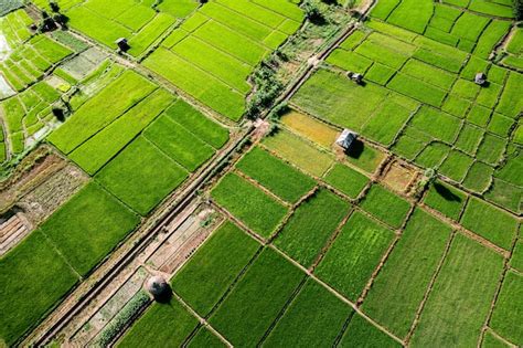 Premium Photo | Rice field ,aerial view of rice fields