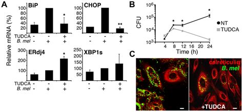 The Chemical Chaperone TUDCA Inhibits BiP And CHOP Induction And