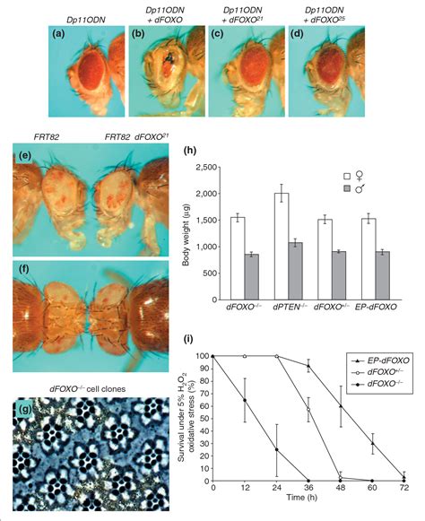 Figure From The Drosophila Forkhead Transcription Factor Foxo