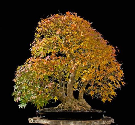 Japanese Maple Bonsai with a Natural Look | Bonsai Bark