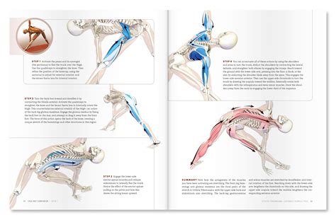 Synergist Definition Anatomy Anatomical Charts And Posters