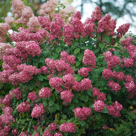 Hydrangea Paniculata Fire Light® White Flower Farm