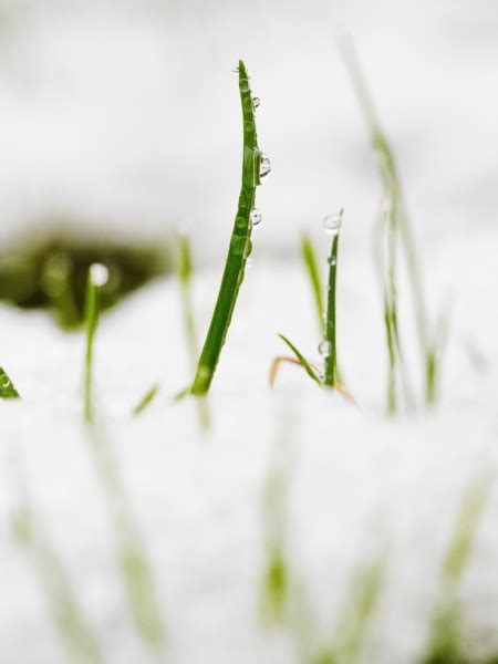 Gras wächst aus Schnee Frühling Lizenzfreies Foto 12618844