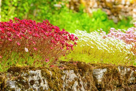 8 Plantes Pour Fleurir Un Mur Hortus Focus I Mag