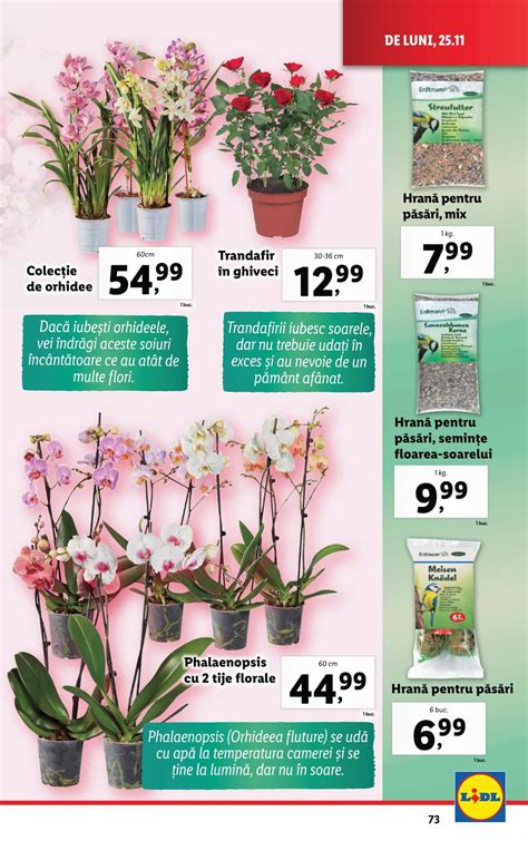 Oferta Floraria Lidl Din 25 Noiembrie 2024 Revista Oferte Lidl