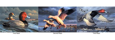 Federal Duck Stamp Contest Top Three Fws Gov