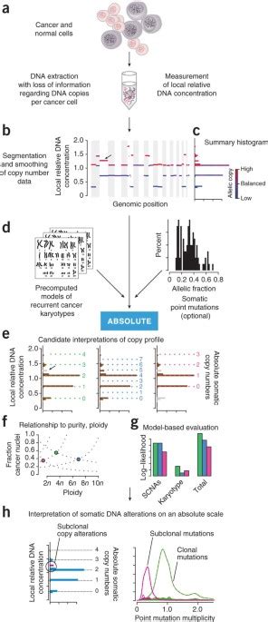 Absolute Quantification Of Somatic DNA Alterations In Human Cancer