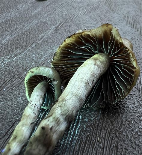 Cultivated Psilocybe Semilanceata Liberty Caps Rsemilanceata