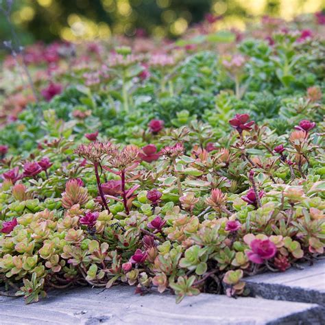 Sedum Tile® Color Splash White Flower Farm