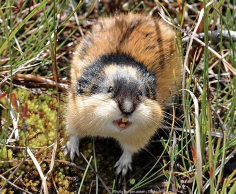 Canzoni Contro La Guerra Lemmings