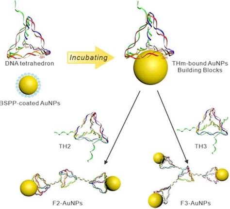 Dna四面体框架引导金纳米粒子的共轭和组装chempluschem X Mol