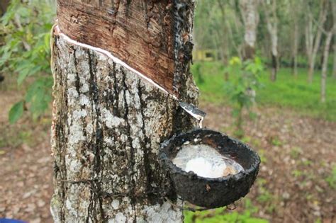 Rubber Trees Picture Of Ahangama Southern Province Tripadvisor